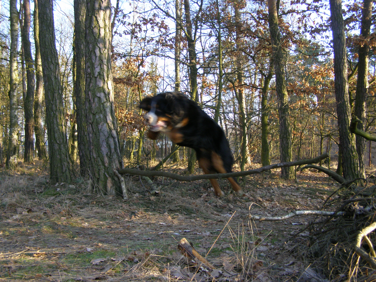hop..